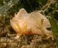 Dwarf Frogfish